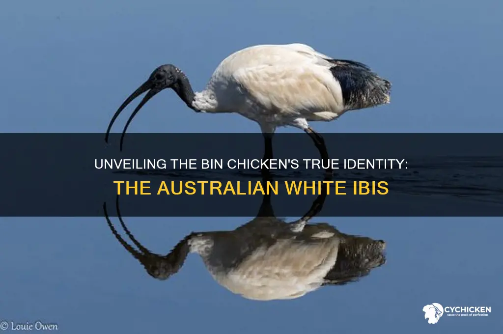what is a bin chicken real name