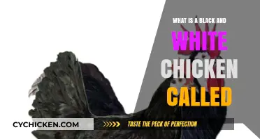 Discovering the Unique Breed: What is a Black and White Chicken Called?