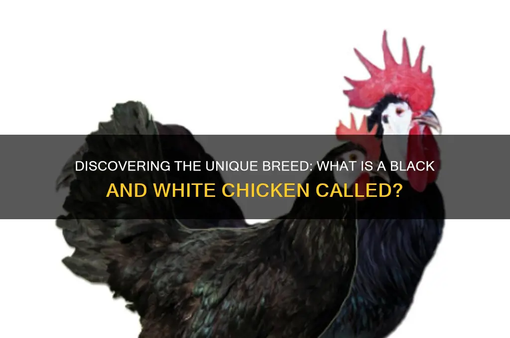 what is a black and white chicken called