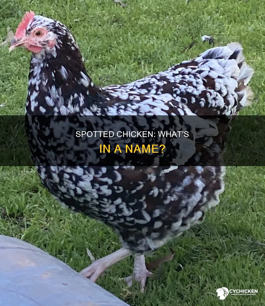 what is a black and white speckled chicken called
