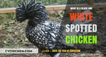 Discovering the Unique Black and White Spotted Chicken Breed