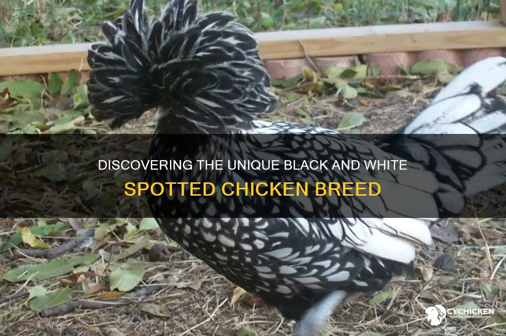 what is a black and white spotted chicken