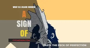 Black Chickens: Unveiling Their Mystical Symbolism and Cultural Significance