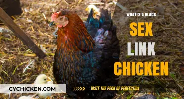 Discover the Unique Black Sex Link Chicken Breed and Characteristics