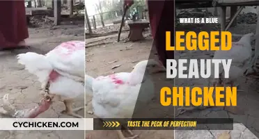 Discover the Unique Blue Legged Beauty Chicken Breed