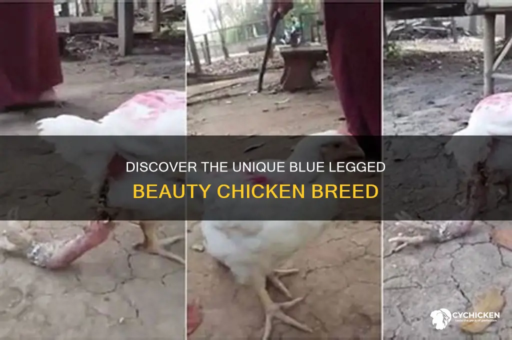 what is a blue legged beauty chicken