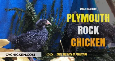 Discover the Unique Blue Plymouth Rock Chicken Breed and Characteristics