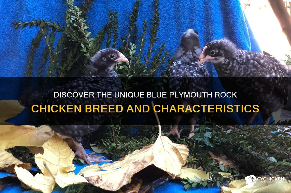 what is a blue plymouth rock chicken