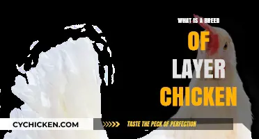 Discover the Best Breed of Layer Chicken for Your Farm