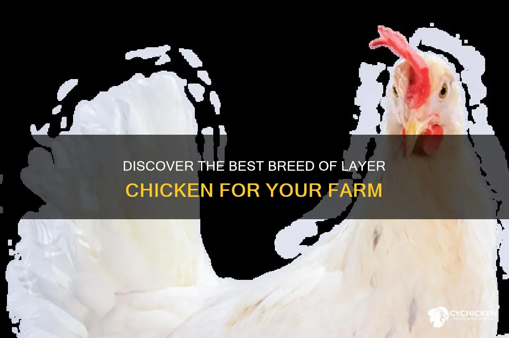 what is a breed of layer chicken