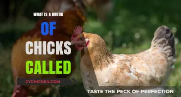 Discover the Adorable Collective Noun for a Brood of Chicks
