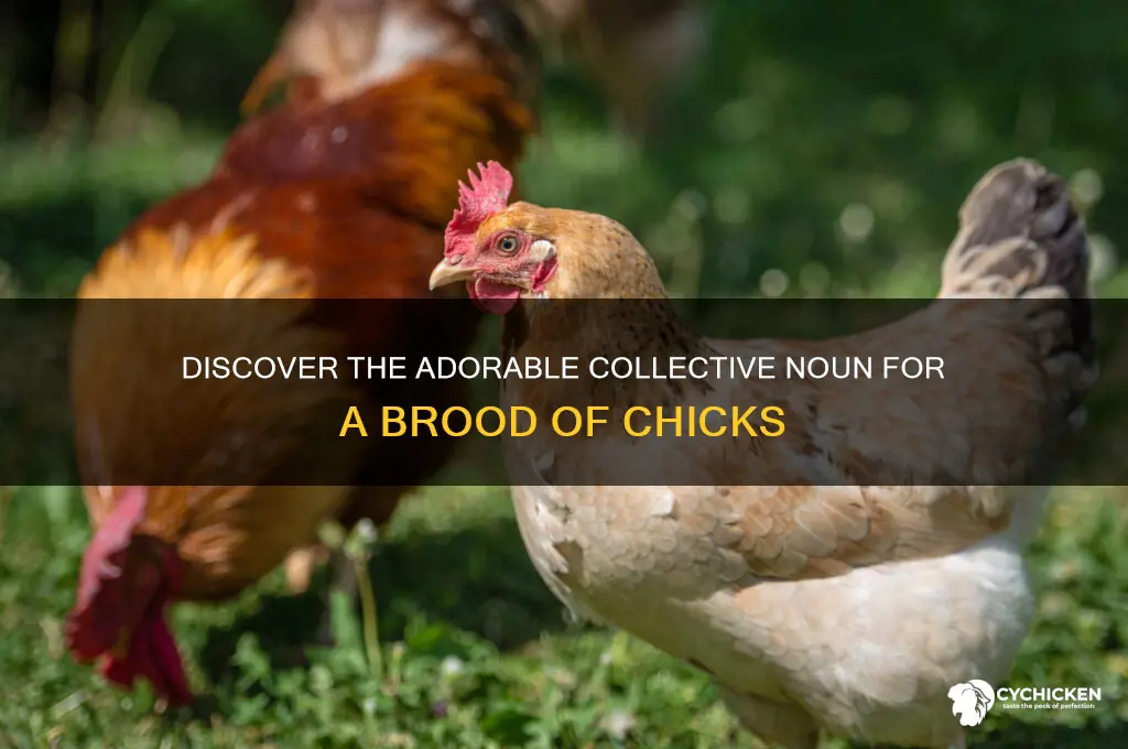 what is a brood of chicks called