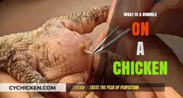 Understanding Bumble Foot in Chickens: Causes, Symptoms, and Treatment