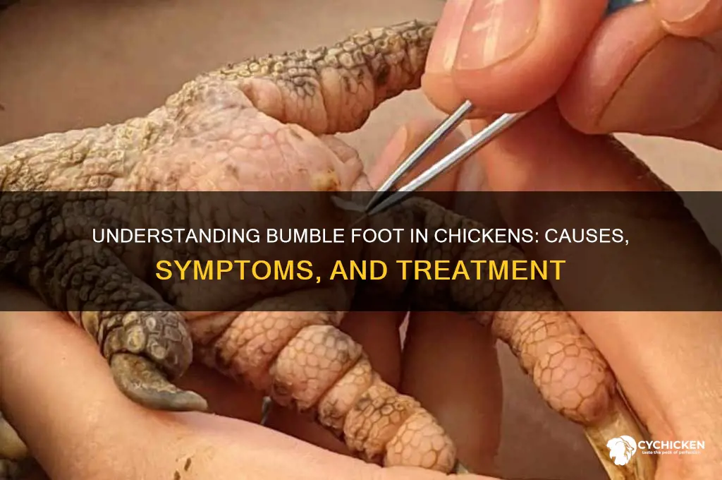 what is a bumble on a chicken