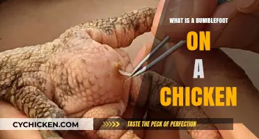 Understanding Bumblefoot in Chickens: Causes, Symptoms, and Treatment Options