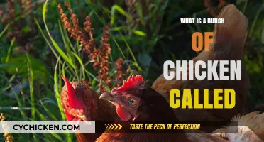 What’s a Group of Chickens Called? Discover the Surprising Term!
