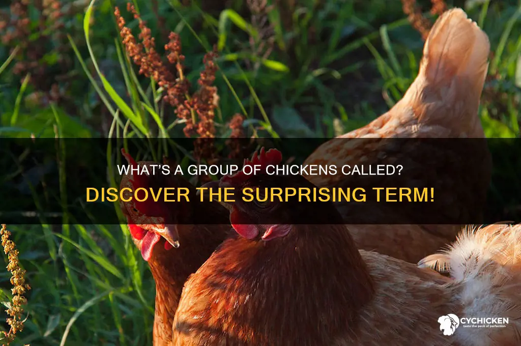 what is a bunch of chicken called