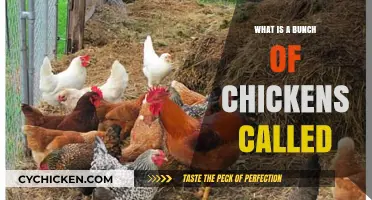 What’s a Group of Chickens Called? Discover the Surprising Term!