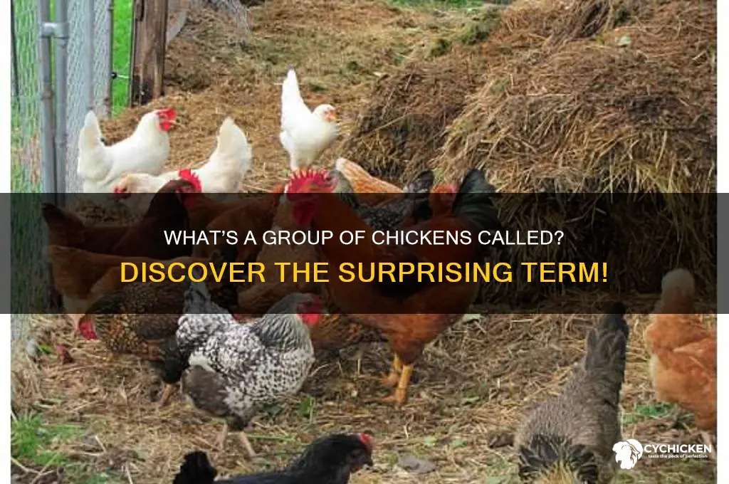 what is a bunch of chickens called