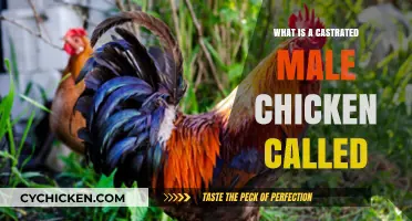 What Is a Castrated Male Chicken Called? Discover the Term