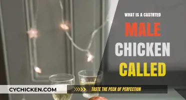 What Is a Castrated Male Chicken Called? Unveiling the Term Capon