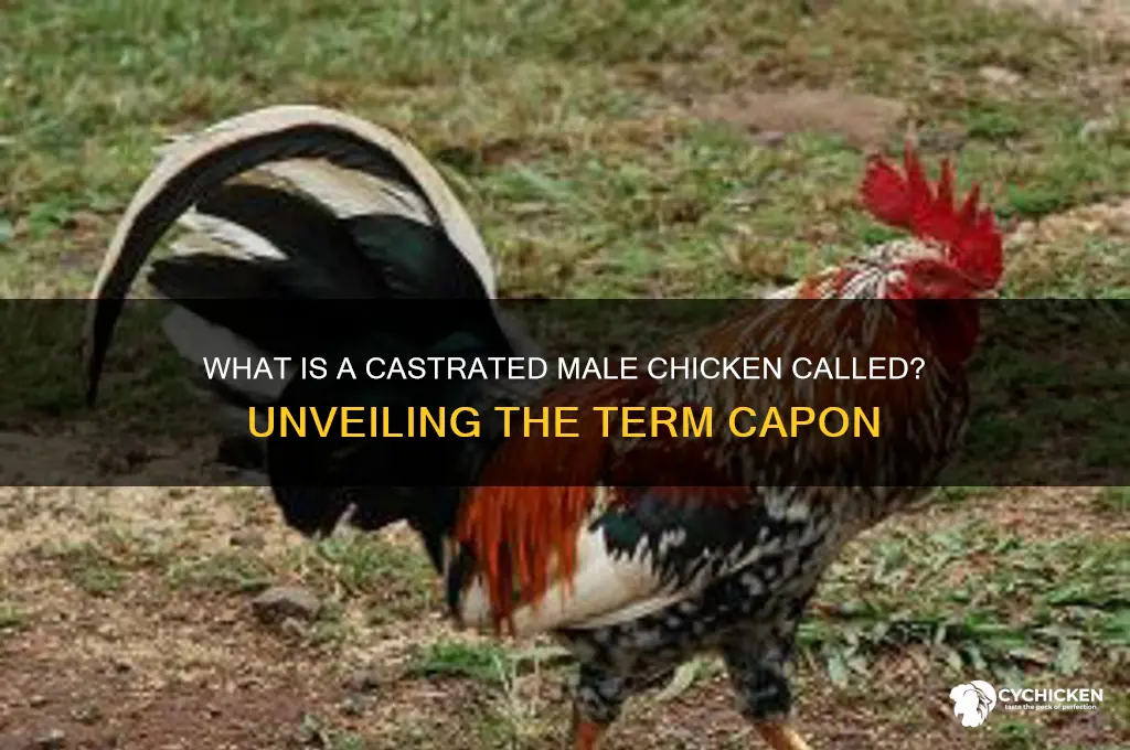 what is a castrted male chicken called