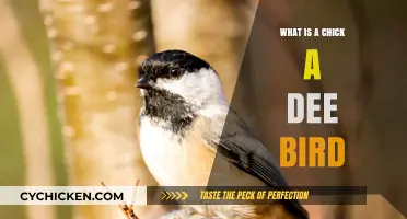 Discover the Charming Chickadee: A Tiny Bird with a Big Personality