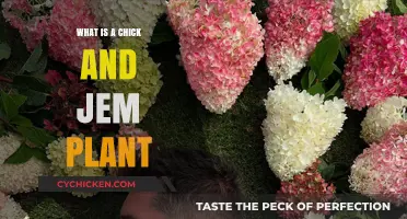 Chick and Jem Plant: Unveiling the Secrets of This Unique Greenery
