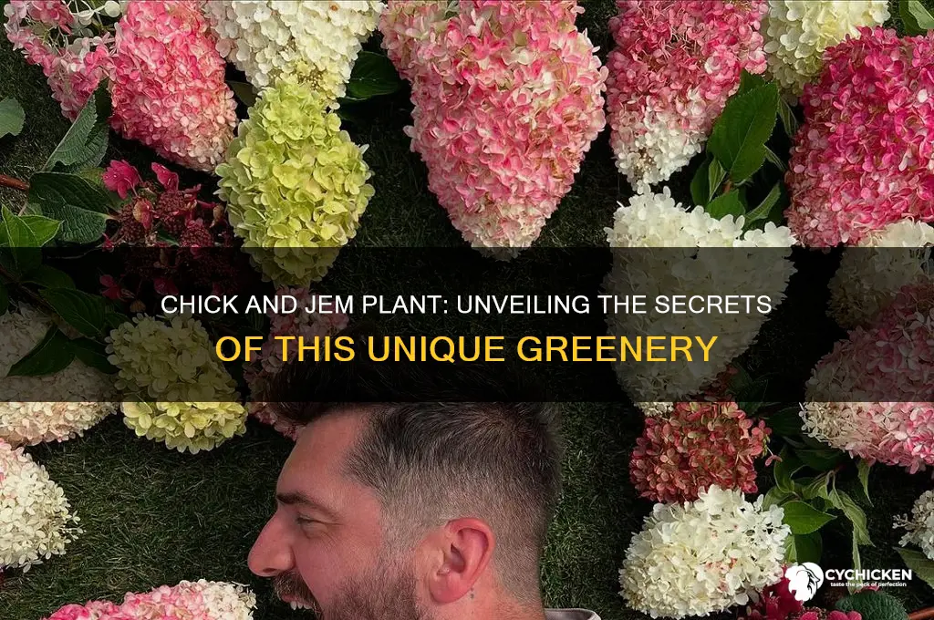 what is a chick and jem plant