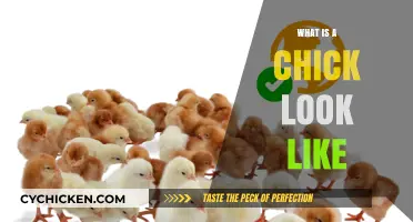 Exploring the Adorable Appearance of a Chick: A Visual Guide