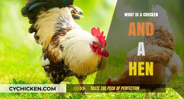Understanding Chickens and Hens: Key Differences and Similarities Explained