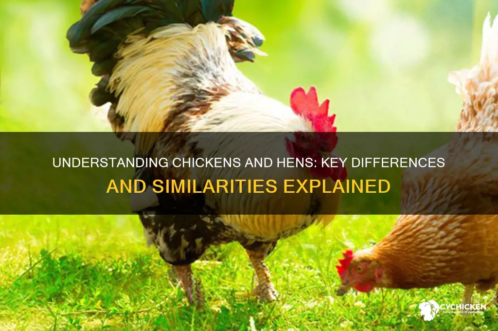 what is a chicken and a hen