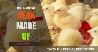 Unveiling the Composition: What Materials Form a Chicken's Beak?