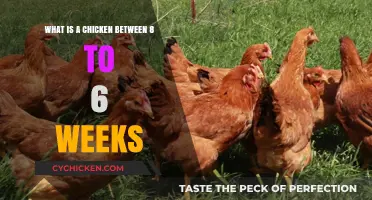 Young Chickens: From Fledgling to Feathered