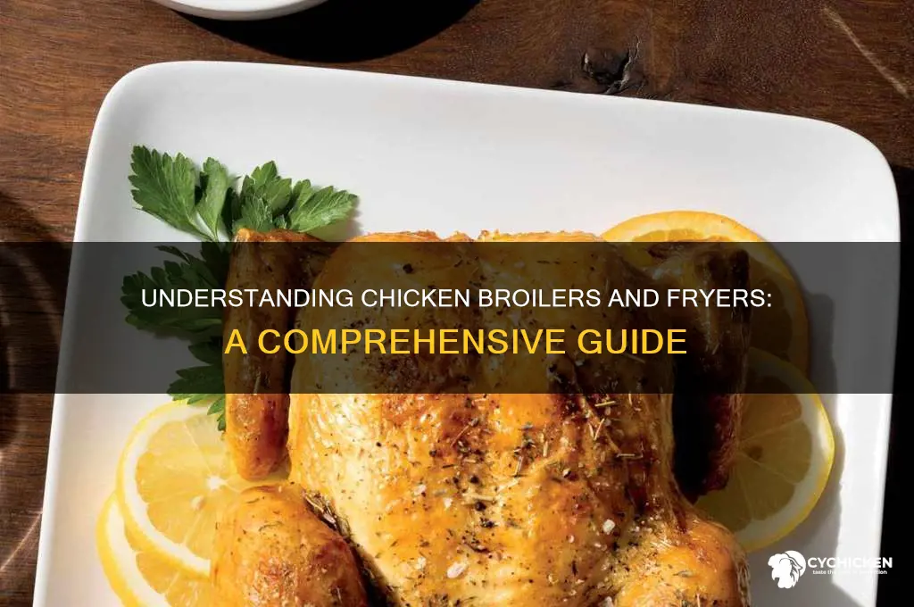 what is a chicken broiler or fryer