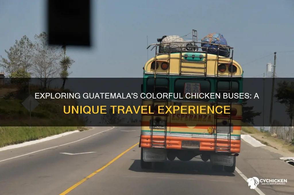 what is a chicken bus in guatemala
