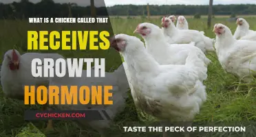 Super-Sized Chickens: Growth Hormones and Their Effects