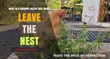 Why Won't My Hen Leave the Nest?
