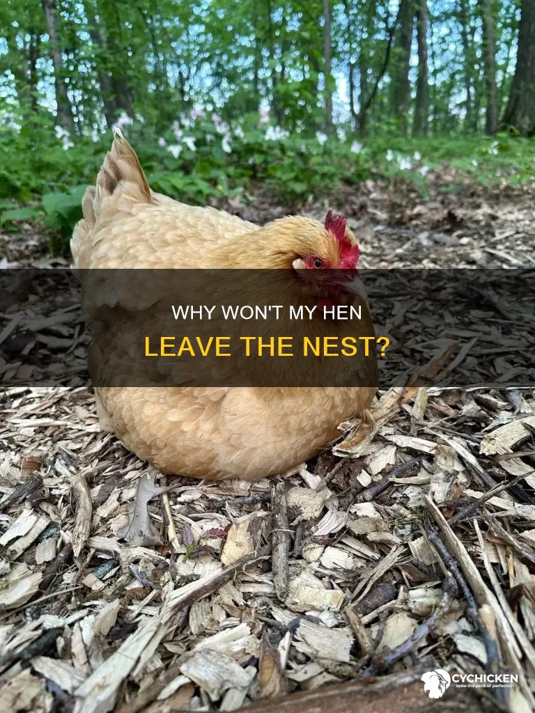 what is a chicken called that won