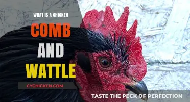 Understanding Chicken Combs and Wattles: Anatomy, Function, and Care