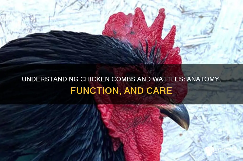 what is a chicken comb and wattle