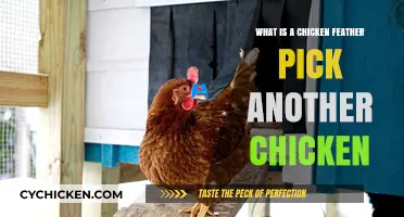 Understanding Feather Picking: Why Chickens Target Each Other's Plumage