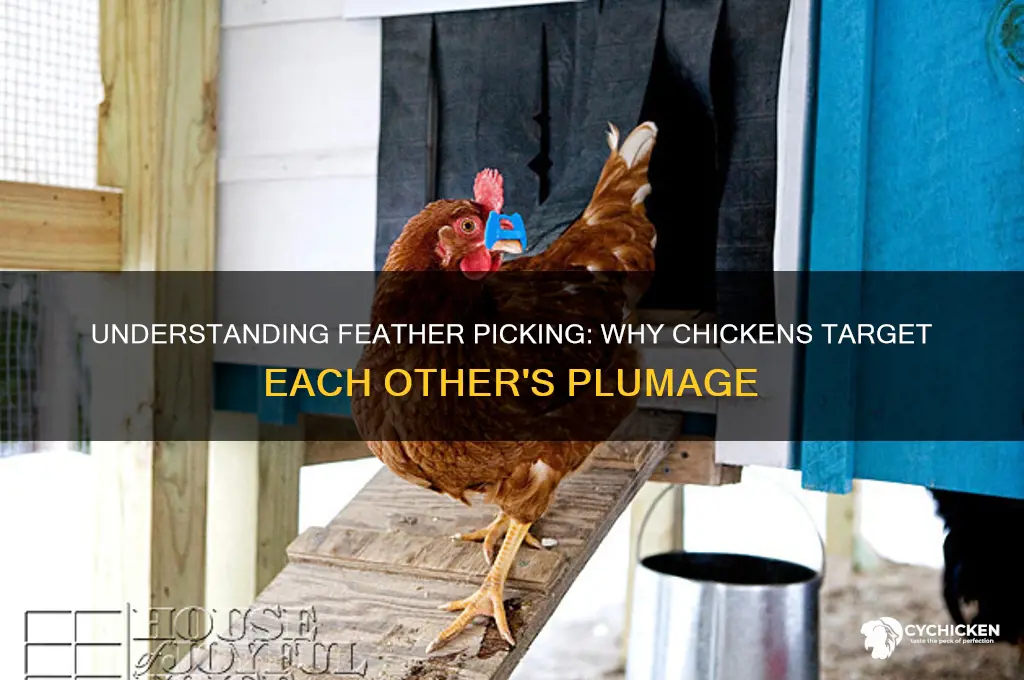 what is a chicken feather pick another chicken