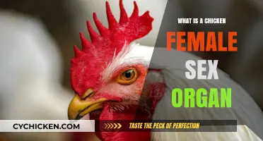 Understanding the Female Chicken's Reproductive Anatomy: A Comprehensive Guide