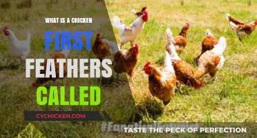 Unveiling the Mystery: What Are a Chicken's First Feathers Called?