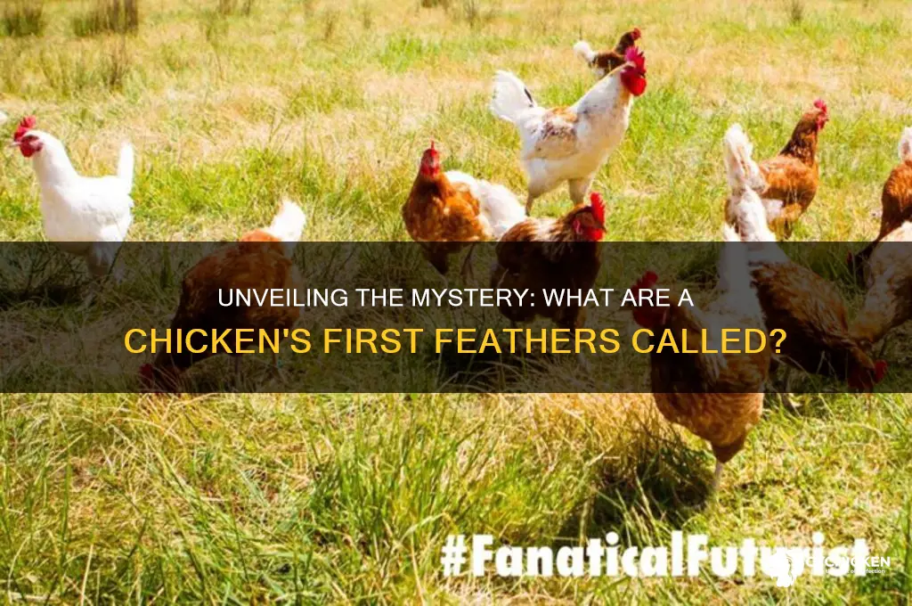 what is a chicken first feathers called
