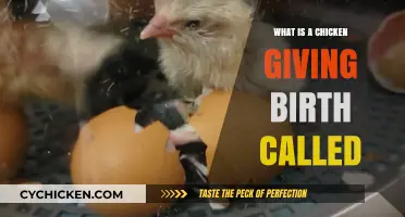 Understanding Chicken Reproduction: What's the Term for Chickens Giving Birth?