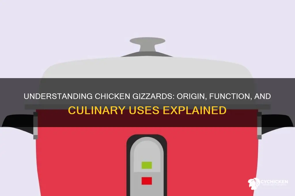 what is a chicken gizzard come from