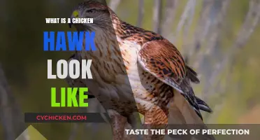 Identifying Chicken Hawks: Appearance, Features, and Visual Guide