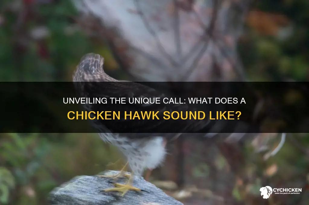 what is a chicken hawk sound like
